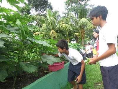 School gardens for learning, improved nutrition, and savings