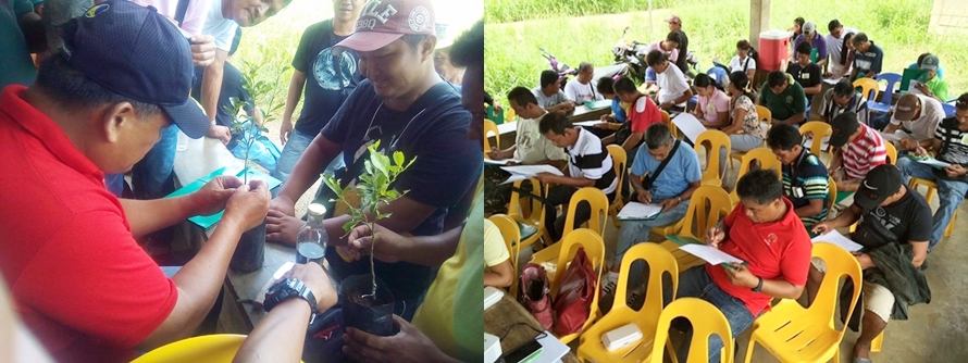 Farmers participating in the Calamansi Production Training Series