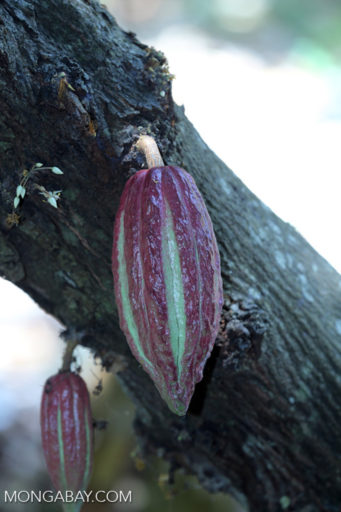Cocoa pods hang from a tree. Photo by Rhett A. Butler
