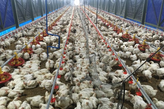 The contrast between the traditional poultry houses and the Modern Broiler Learning Center is huge. The first flock outperformed Cobb breeding standards. Photo: Fabian Brockötter