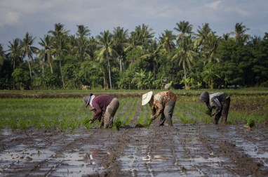 Farmers planting rice in South Sulawesi, Indonesia. Photo by: Tri Saputro / CIFOR