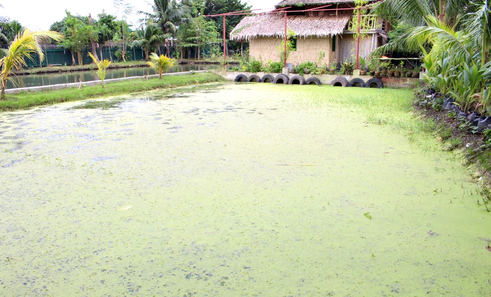 Reaño Eco Farm in Sto. Domingo, Bay, Laguna, is not a farm tourism site, but it demonstrates sustainable farming, one component of which is this azolla pond that provides feed for tilapia and Pangasius grown in the adjacent pond