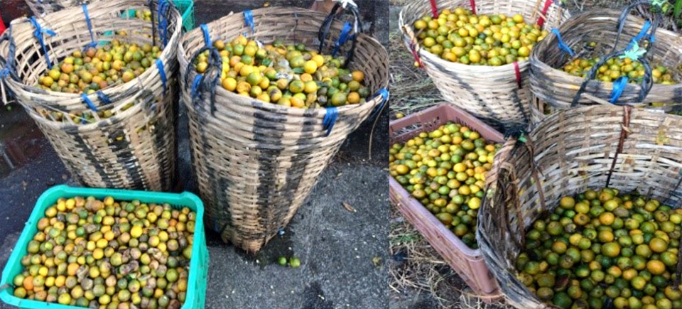 Overly ripe and heaps of rotting calamansi fruits were a usual sight near calamansi farms in many barangays of Victoria, Mindoro Oriental during peak fruiting season in the past few decades.