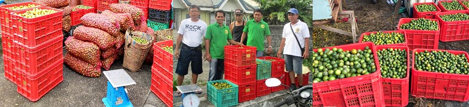 value adding revives town wasting calamansi industry 04