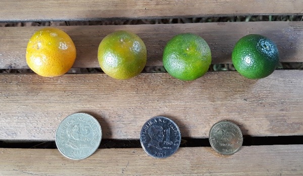 Samples of calamansi fruits at different ripening stages subject to quality evaluation (from L-R: over-ripe, ripe, breaker and mature green)