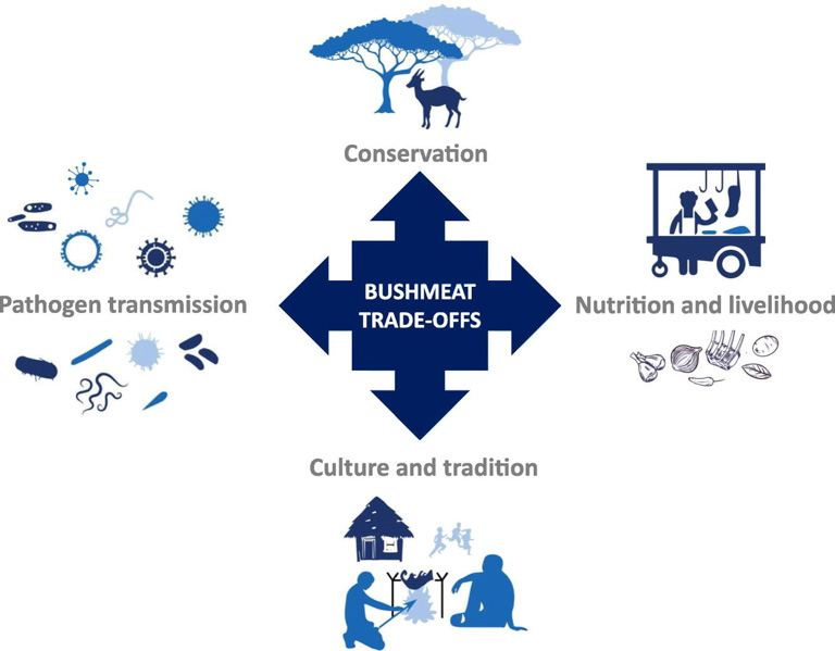 A schematic shows the various trade-offs involved in the bushmeat trade. Image courtesy of Pruvot et al., 2019 (CC BY 4.0).