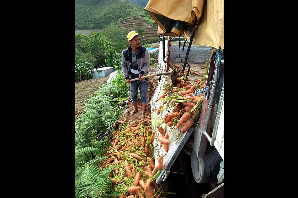 A farmer throws away a truckload of unsold carrots in Benguet. Ronebert Anungo Lindawan