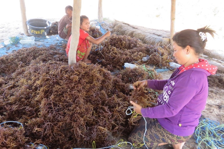 Lombok, Indonesia - Seaweed cuttings are tied to improvised floating devices in preparation for the new planting season