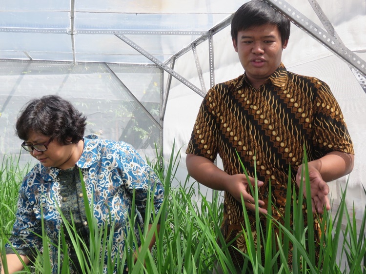 Yogyakarta, Indonesia – Team members of the SFRT-funded project give a tour of the greenhouse facility where they conduct experiments on resistance evaluation of pigmented rice cultivars