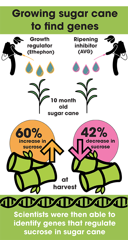 sucrose accumulation