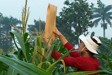 a group of ipb students designed the study program to improve the nutrition content of jagung pulut