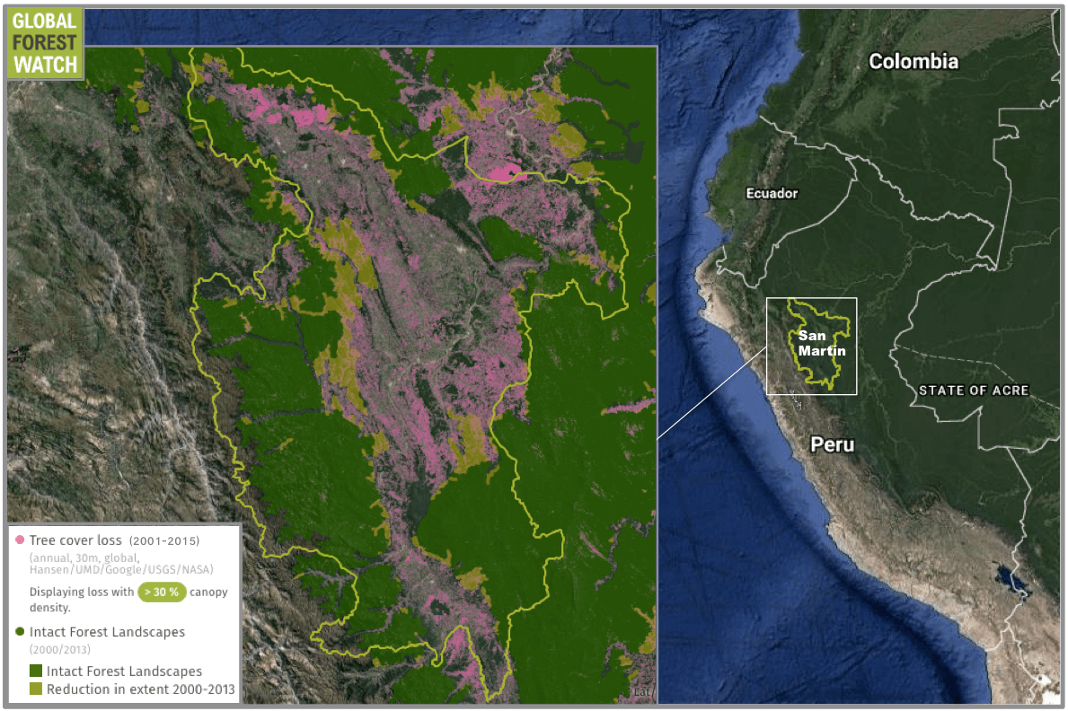 The San Martín region of central Peru lost more than 9 percent of its tree cover between 2001 and 2015, according to satellite data from the University of Maryland. While the region still boasts tracts of intact forest landscape (IFLs) – areas of native land cover large and undisturbed enough to retain their original biodiversity levels – portions of those IFLs have been degraded since 2000. Small-scale agriculture is considered a major driver of deforestation in central Peru.