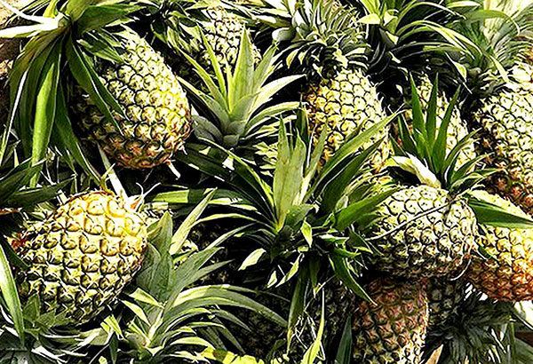 government moves to revive piña fiber industry
