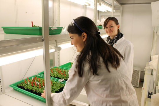 Doctoral researchers in Bayreuth Carolin Kerl M.Sc. (left) and Colleen Rafferty M.Sc. (right) are investigating the absorption of thioarsenates in the thale cress (Arabidopsis thaliana). Credit: Christian Wissler