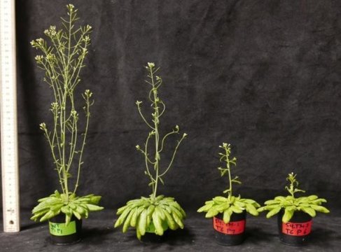 Ten-week-old Arabidopsis plants highlight the striking effect of the absence of CP12 on plant growth. From left to right: wild-type plant with normal levels of CP12; plant with no CP12-1 or CP12-3, and reduced levels of CP12-2; and the two plants on the right have hardly any CP12. Credit: Image courtesy of Carl R. Woese Institute for Genomic Biology, University of Illinois at Urbana-Champaign
