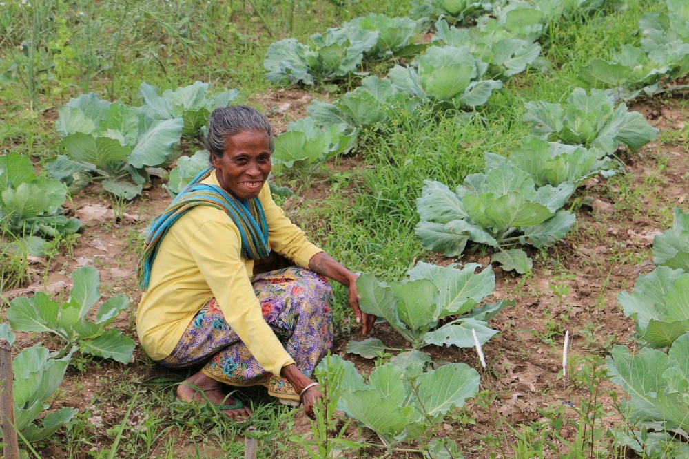 Elsa Da Arujo tends her crop at Hkhmor, Timor Leste (All photos by Wendy Levy/IRIN)