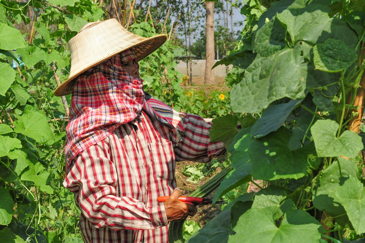 A farmer in the field in Thailand. Agriculture and hunting is the least digitised industry, according to a McKinsey study. Image: USAID U.S. Agency for International Development, CC BY-NC-ND 2.0