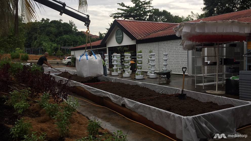 Citizen Farm, which was started in December 2016, uses food waste as fertiliser. (Photo: Wendy Wong) 