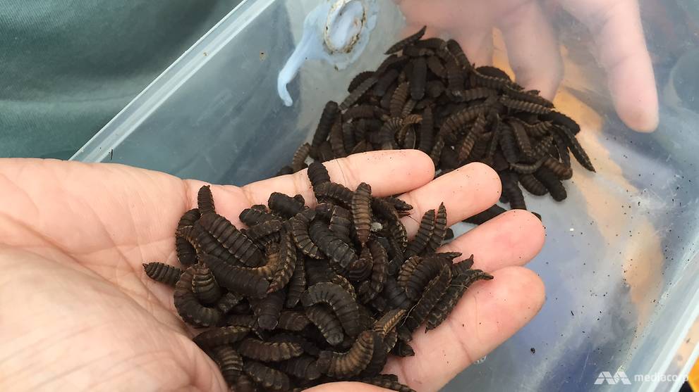 Citizen Farm's insect farming makes use of the black soldier fly, which turns waste into a nutrient-dense fertiliser. (Photo: Wendy Wong) 