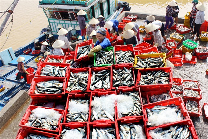 Fish caught at Sầm Sơn Beach, central Thanh Hóa Province. - VNA/VNS Photo Quang Quyết