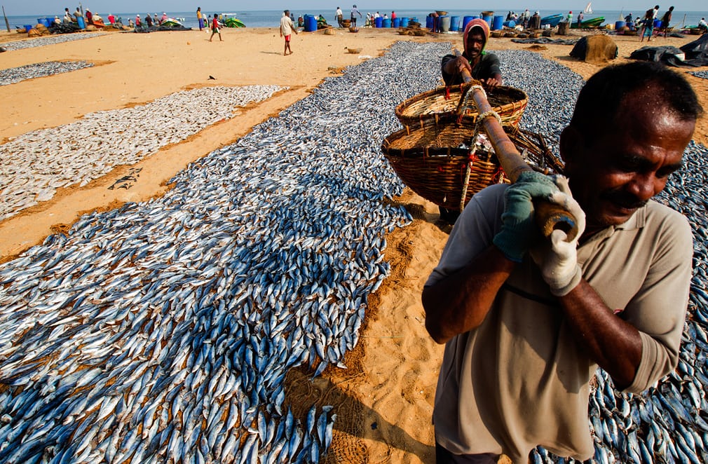 Sri Lankan fishermen offload their catch for drying on a beach just north of the capital, Colombo. Small-scale fisheries catch as many fish as the industrial sector – roughly 30m tonnes a year – yet remain largely unregulated Photograph: Paul Hilton/Earth Tree