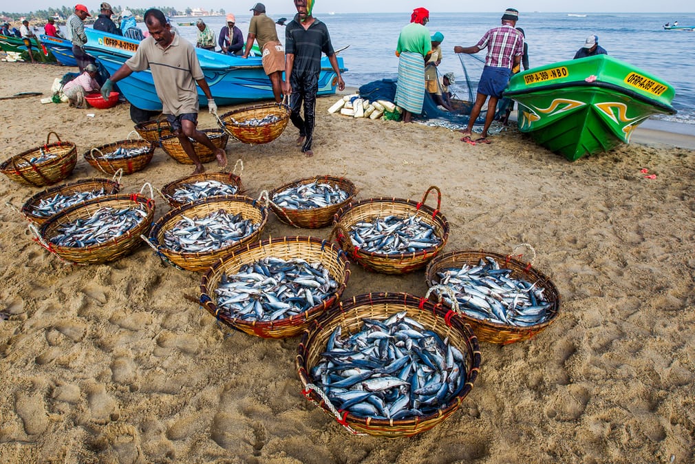 Small catches are collected on the beach in Sri Lanka. Artisanal fishing is vital to food security in developing countries