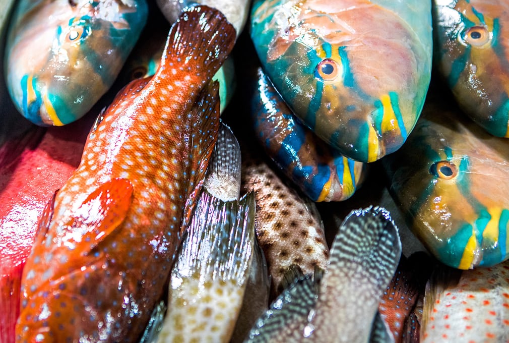 Colourful reef fish for sale in Jimbaran fish market in Bali, Indonesia. Catches from small-scale fisheries are often diverse, but very little is wasted. In contrast, large-scale fishing produces an annual estimated discard of 10m tonnes.