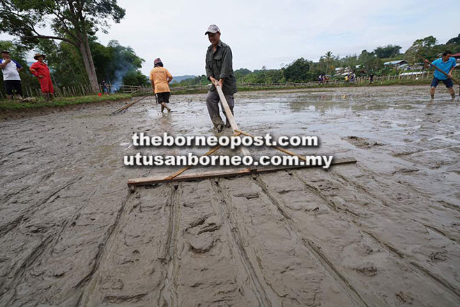 Participants making a grid on the top soil before padi saplings are planted at Long Semadoh.