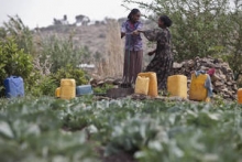 Young girls and women collecting water from a water spring situated in a cabbage field owned by a local woman farmer and FAO-EU Project beneficiary in Ethiopia. © Giulio Napolitano