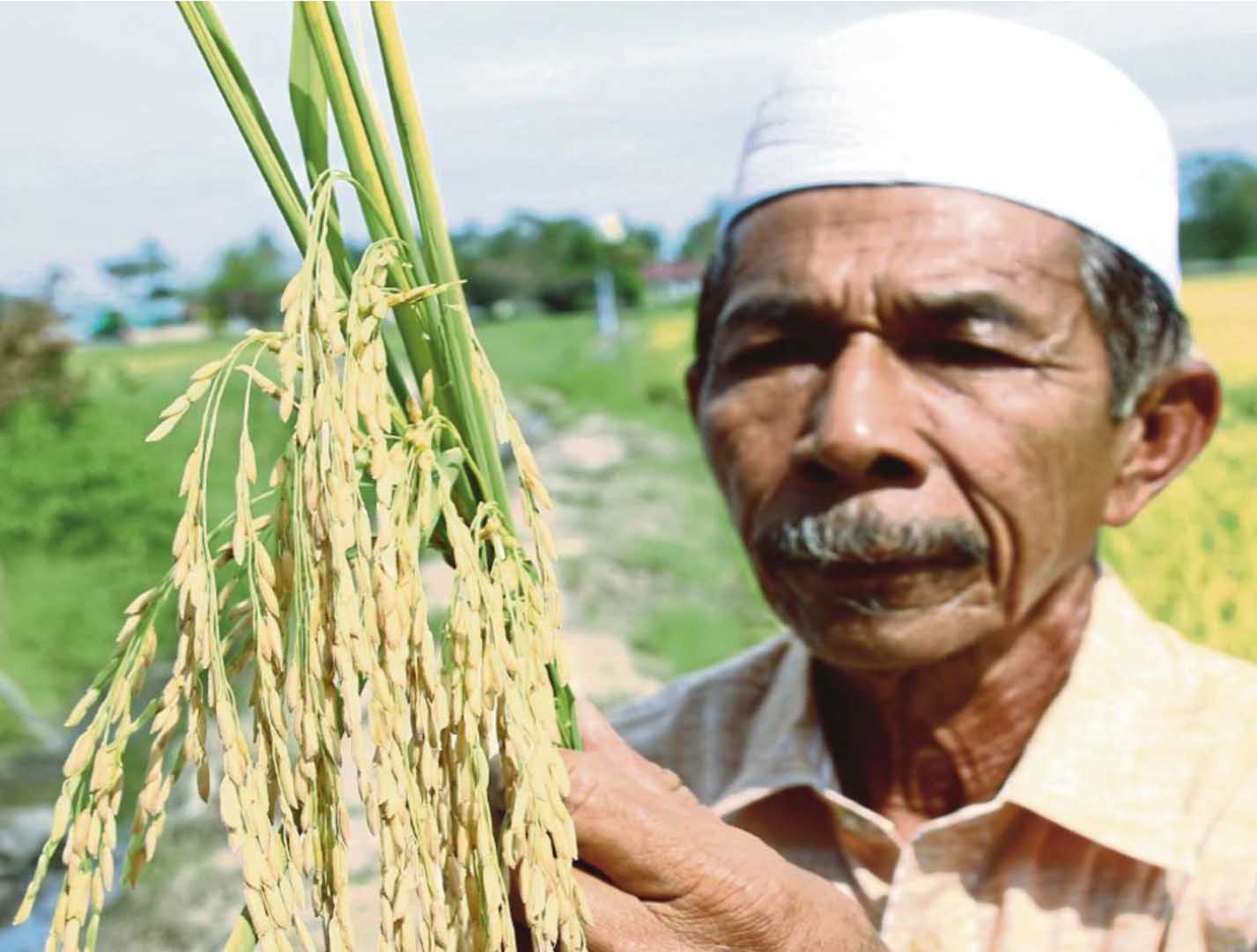 Terengganu’s rice production volume can only meet about 60 per cent of the local demand and the state needs to import rice from other states. FILE PIC