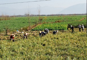 The role of agricultural biotechnologies is increasing to improve nutritional security and fight malnutrition across the Asia-Pacific region. (Image source: egorgrebnev/Flickr)