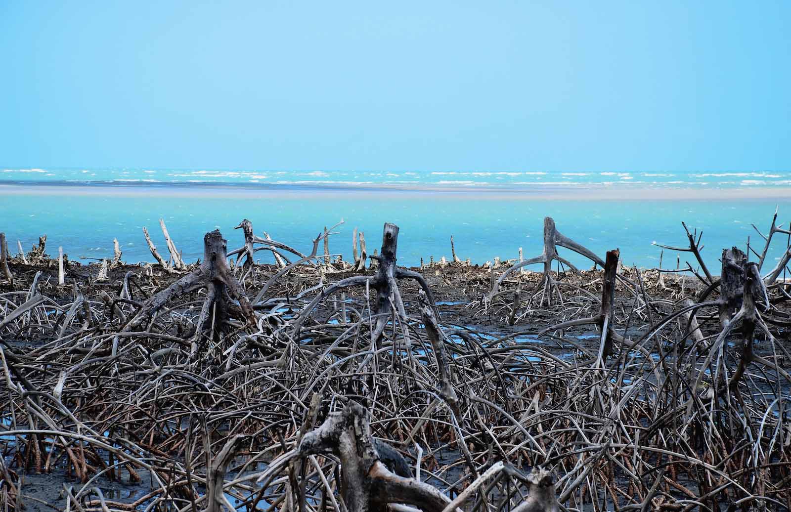 Stock image of a degraded coastal mangrove forest. Image: iStock/Getty Images