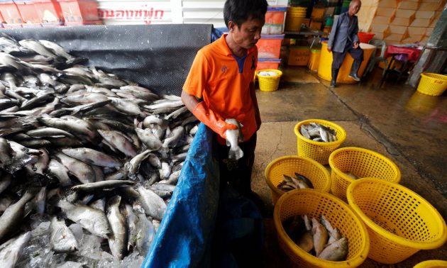 A Myanmar migrant worker sorts fish at a wholesale market for fish and other seafood in Mahachai, Samut Sakhon province, Thailand, July 4, 2017. Photo: Reuters/Chaiwat Subprasom