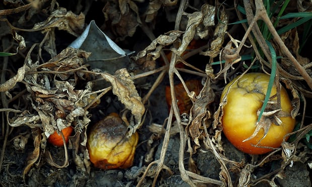  A dead tomato bush in the drought-affected town of Monson, California. About 33% of the world’s farmland is estimated to lack the nutrients essential for growing crops. Photograph: Mark Ralston/AFP/Getty Images