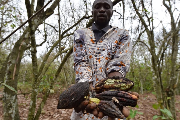  A cocoa farmer holds dried cocoa pods in Ivory Coast where insects have eaten the cocoa trees. Photograph: Issouf Sanogo/AFP/Getty Images
