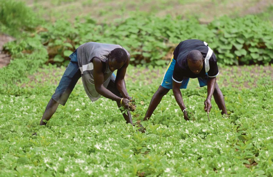 New mutant crop varieties shorten the growing process, thereby allowing farmers to plant additional crops during the growing season. AFP PIC