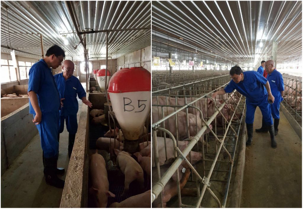 The first shipment of live pigs from Malaysia in 18 years arrived in Singapore on Saturday (Nov 18), providing the Republic with a second source of live pigs. Photo: AVA