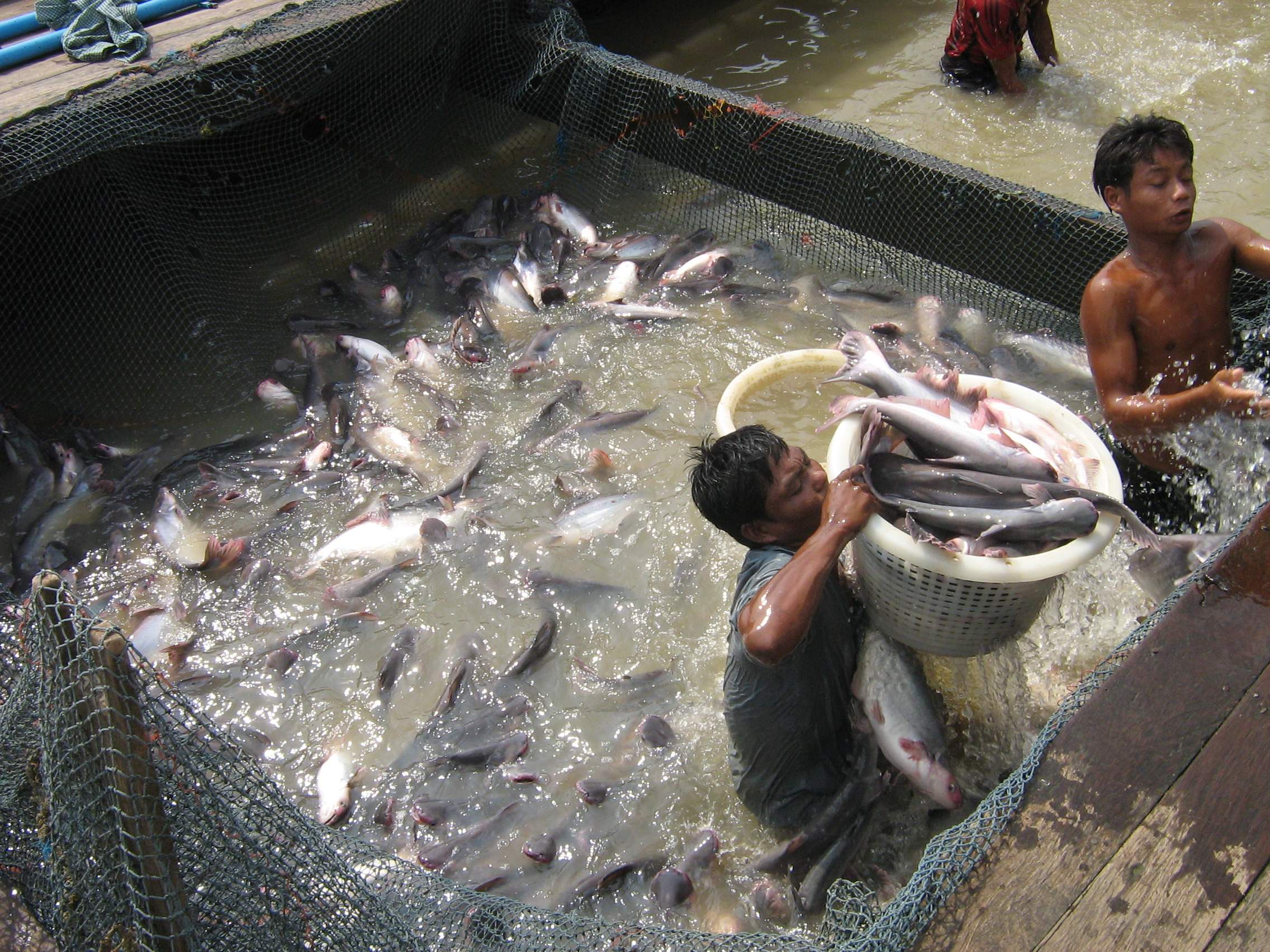 Workers handle farmed fish at a local farm. Photo: The Myanmar Times