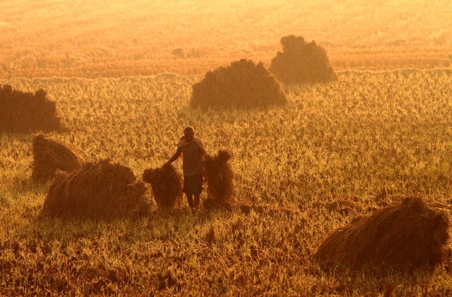 A farmer in Bhubaneswar, India, harvests crops. STR/NurPhoto