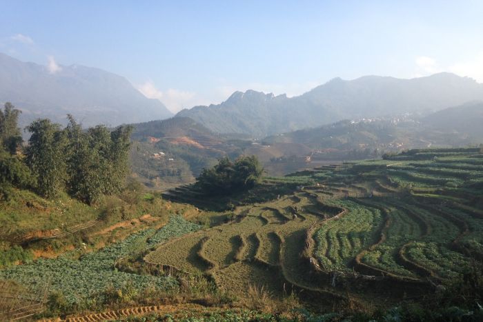 Terraced agriculture near Sa Pa in north western Vietnam. (ABC Southern QLD: Cassandra Hough)