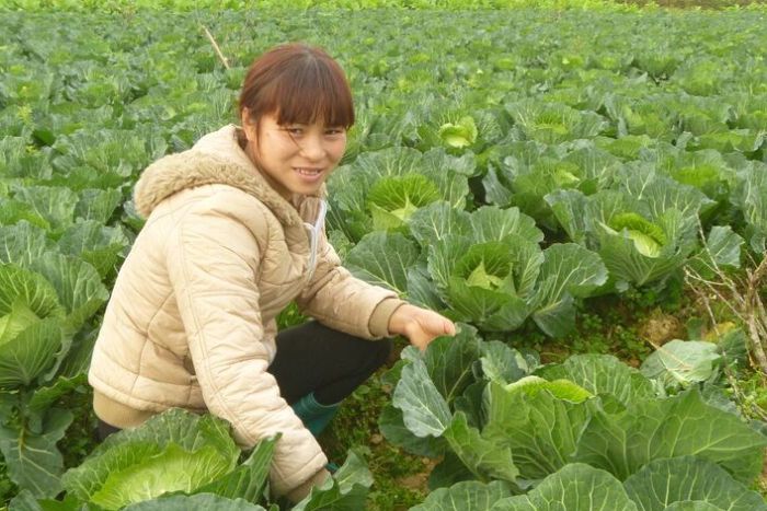 Vang Thị Huong harvesting cabbages from her farm in Na Kheo Commune, Bac Ha District, Vietnam before the Sunday market. (ABC Rural: Cassandra Hough)