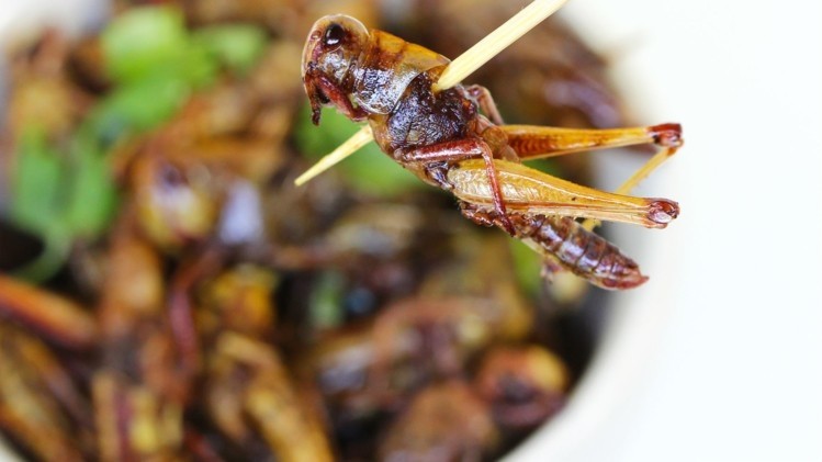 Raft of changes to the legal status of edible insects around the globe wrbm large