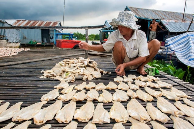 Around 1.1 million metric tons of catfish are produced by floating houses in Vietnam's Mekong Delta annually, most of it exported as white fish fillets to European and American markets.University of Washington College of the Environment