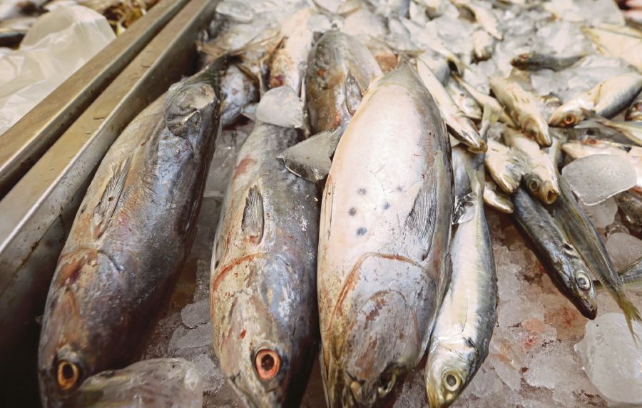 (Stock image for illustration purposes) The Fisheries Development Authority of Malaysia (LKIM) today stressed that an approved permit (AP) from the ministry is not a prerequisite for fish importers.