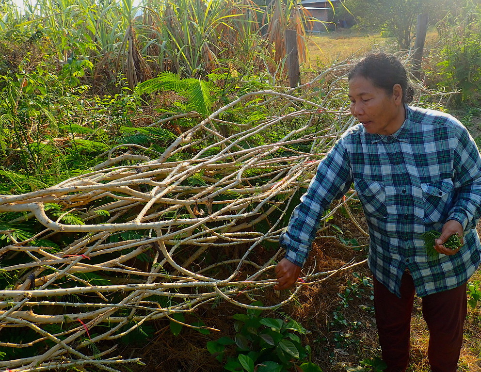  A smallholder farmer harvests Acacia pennata (Cha-om) shoots from her "living fence" in Cambodia. Image: Penn State