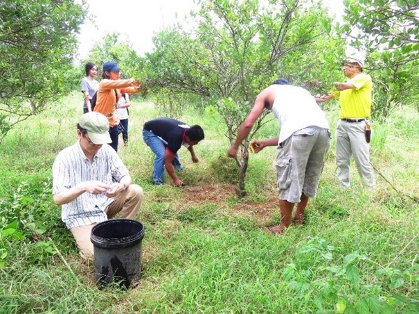 Site preparation for the fertilizer application experiment using plant growth regulator as treatment for off-season fruiting