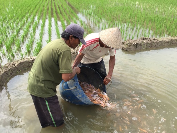 Ricefish farmers share the seed in ricefish site, Yogyakarta. FAO Indonesia