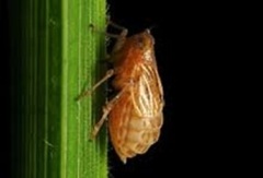 The brown plant hopper is one of rice's most destructive pests. Researchers in Indonesia investigated if they could develop a nontoxic pesticide based on the rice's own chemical signals.