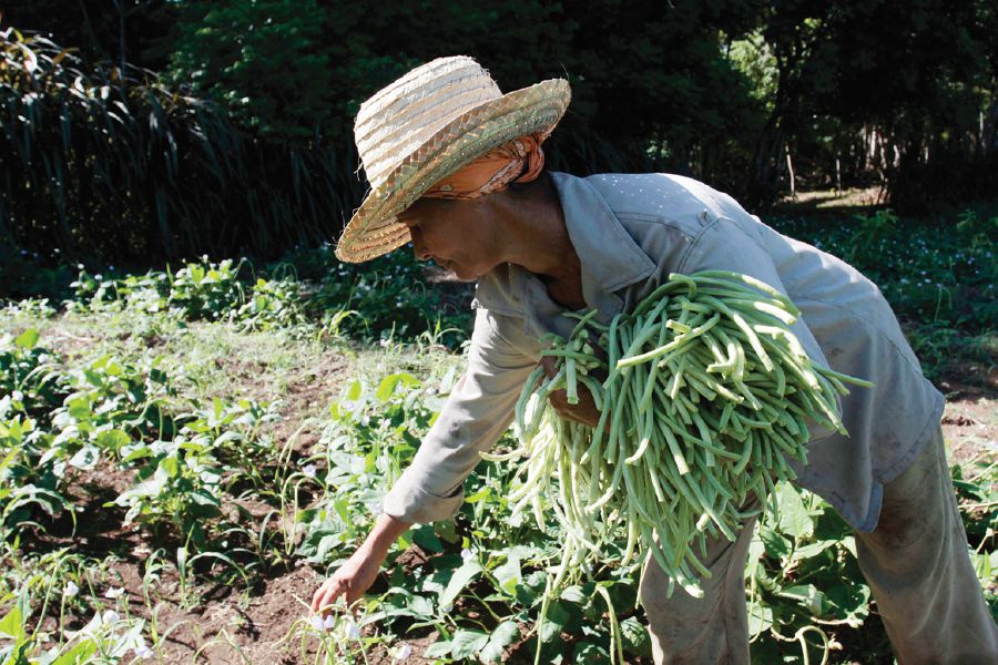 The weakness of poor farmers and the growth of low-nutrition crops have been, until now, some of the deterrents of efficient agriculture. Pic Courtesy of IPS