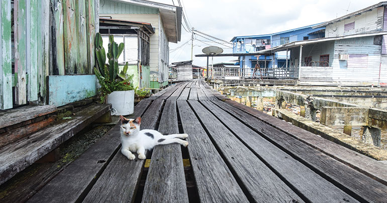 A local cat lazes on the wooden walkways